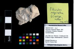 Foto (Objekt + Etikett) von Pithonoton marginatum (Meyer, 1842)  (NHMW-GEO-1990-0041-3331)